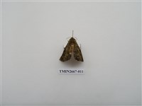 藏品(尺蛾204)的圖片